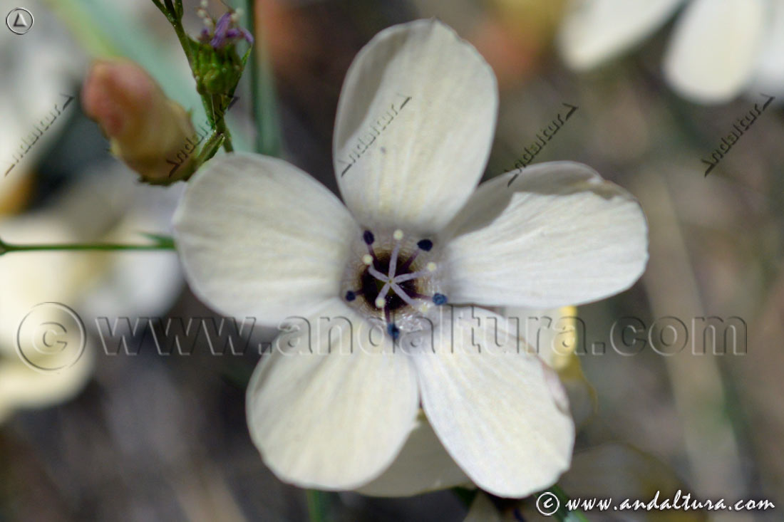 Flor de Lino blanco - Linun suffuticosum