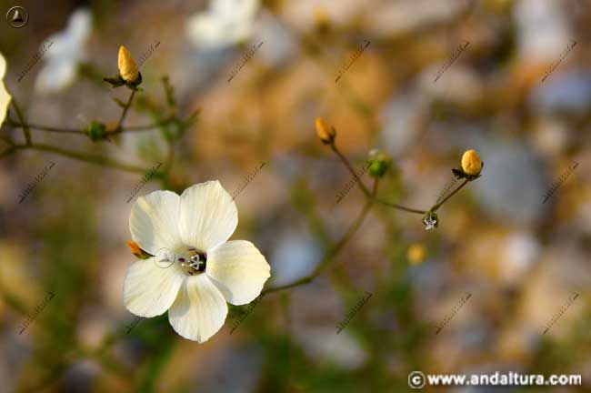 Flor de Lino blanco - Linun suffuticosum