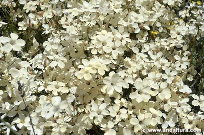 Flores de Lino blanco - Linun suffuticosum