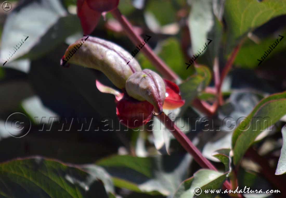 Fruto de Peonía rosa - Paeonia coriacea