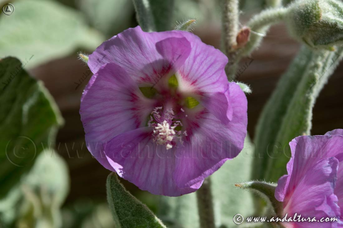 Lavatera oblongifolia - Malva de las Alpujarras