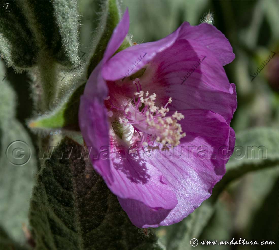Flor de Malva de las Alpujarras - Lavatera oblongifolia