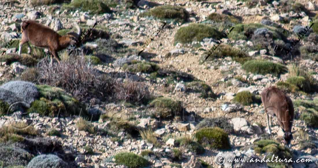 Muflón en la Sierra de Castril