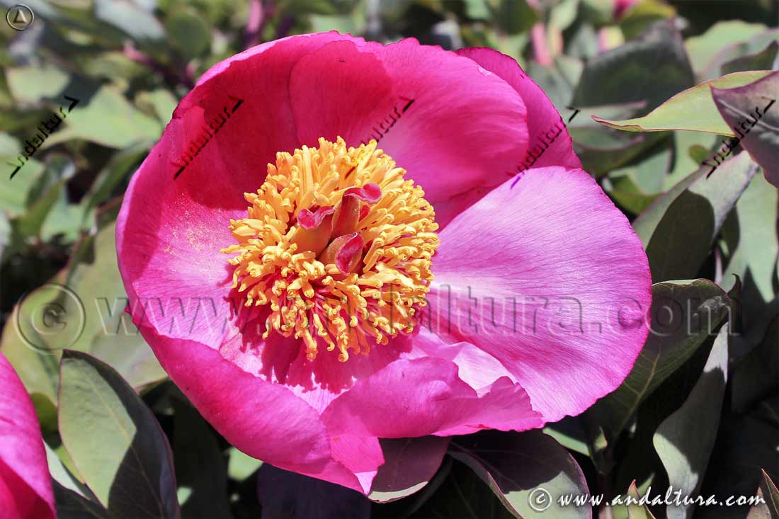 Paeonia coriacea - Peonía rosa - Rosa maldita