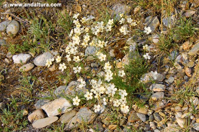 Planta de Lino blanco - Linun suffuticosum