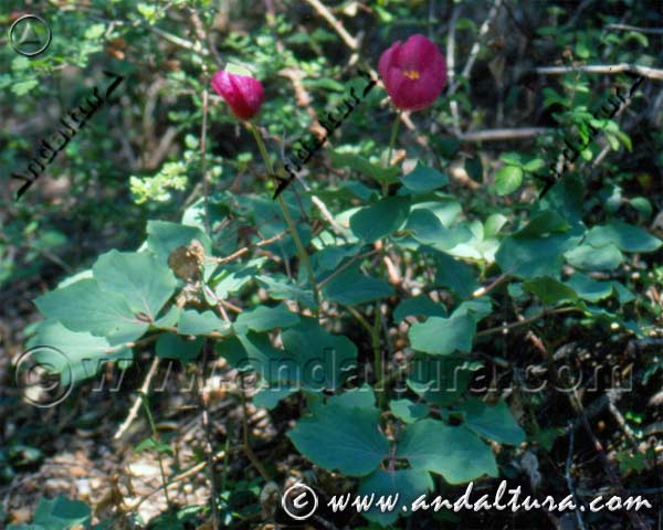 Planta de Peonía rosa - Paeonia coriacea