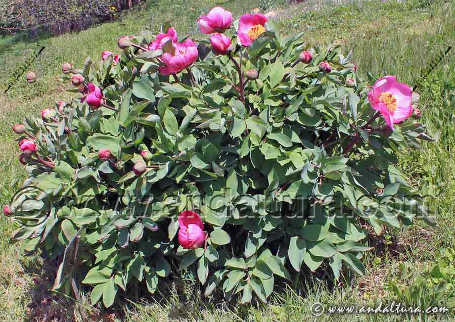 Planta de Paeonia coriacea - Peonía rosa - Rosa maldita