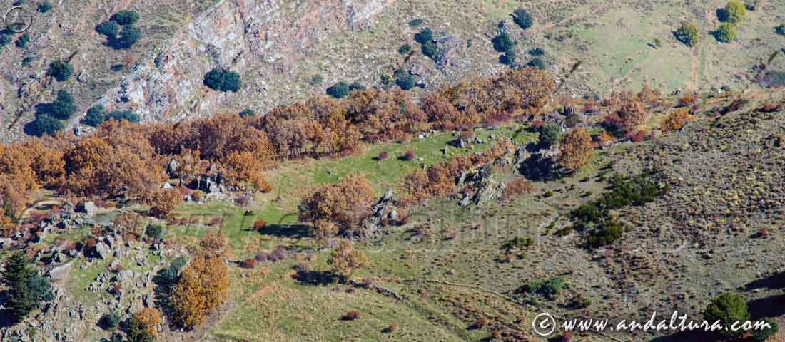 Robledal y Cortijo del Hoyo - Rutas por Güéjar-Sierra