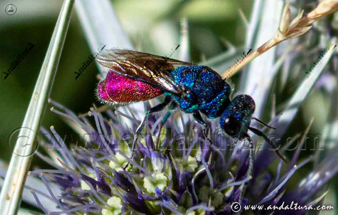 Avispa cuco - Chrysis ignita - en Cardo azul