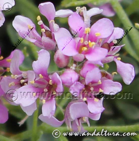 Conjunto de flores de Piorno rosa - Pendejo - Hormathophylla spinosa