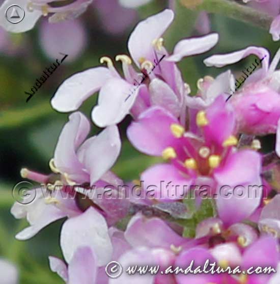 Detalle de flores rosas de Piorno rosa - Pendejo - Hormathophylla spinosa