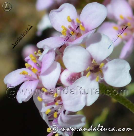 Detalle flor de Hormathophylla spinosa