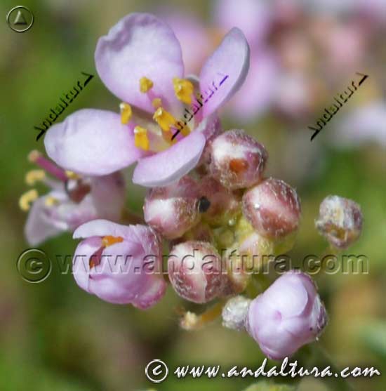 Detalle en flor de Hormathophylla spinosa