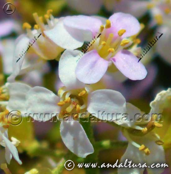 Flor de Pendejo - Hormathophylla spinosa