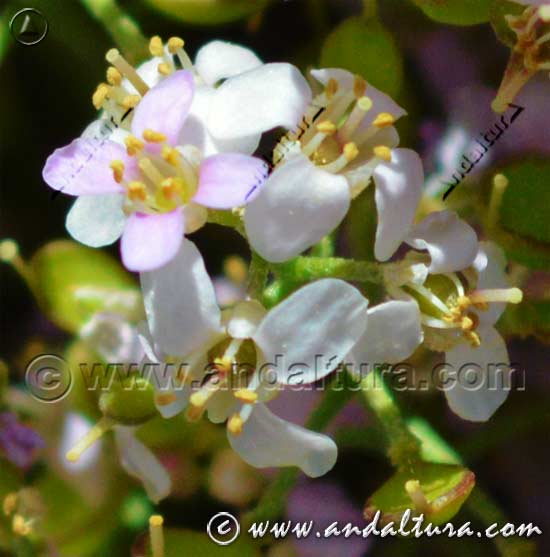 Detalle de flores blancas de Piorno rosa - Pendejo - Hormathophylla spinosa