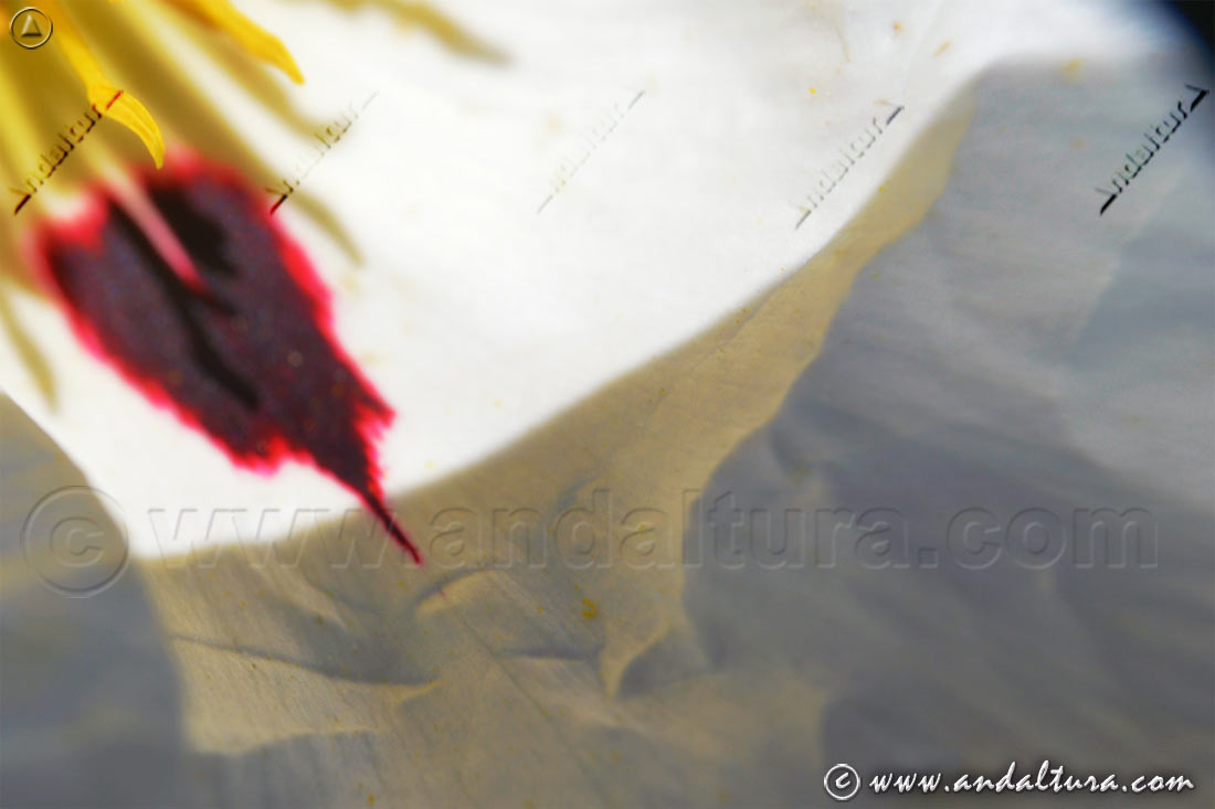 Detalle colores de flor de Jara pringosa - Cistus ladanifer