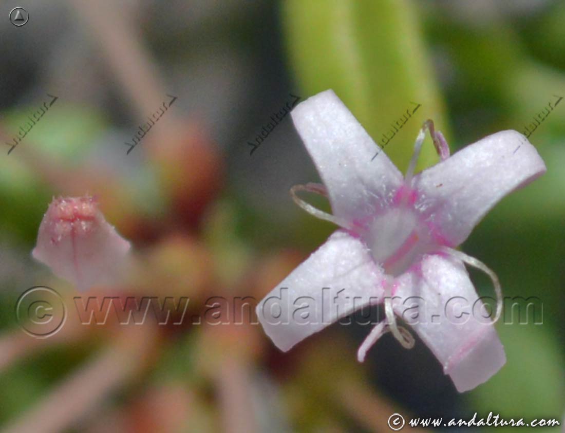 Detalle flor de Putoria - Calabrica hedionda -