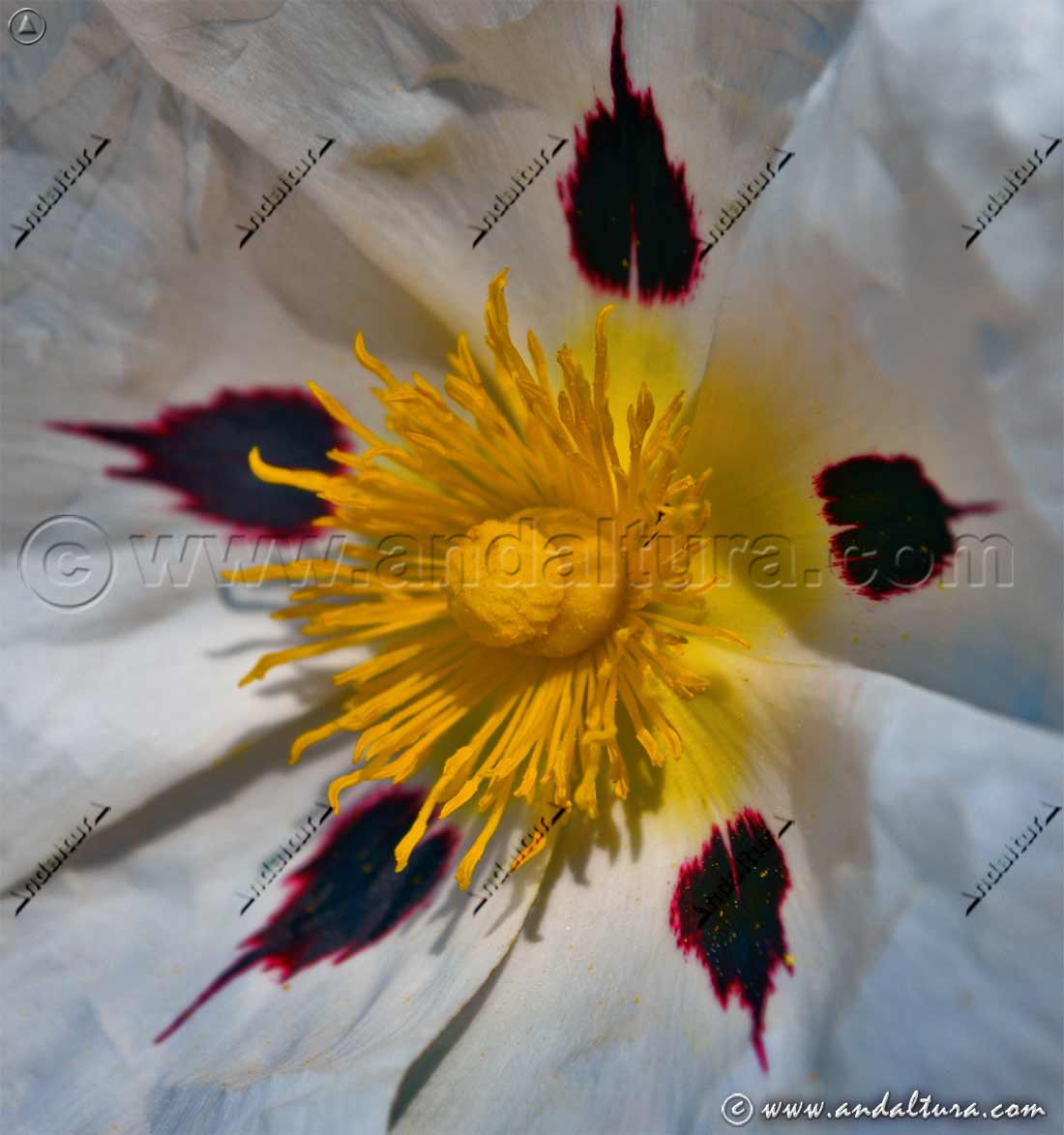 Bello detalle de flor de Jara pringosa - Cistus ladanifer