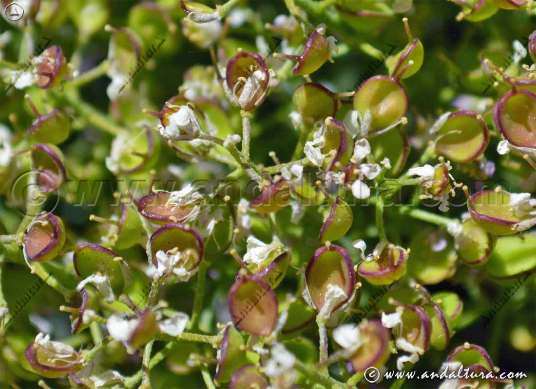 Detalle primeras flores de Hormathophylla spinosa