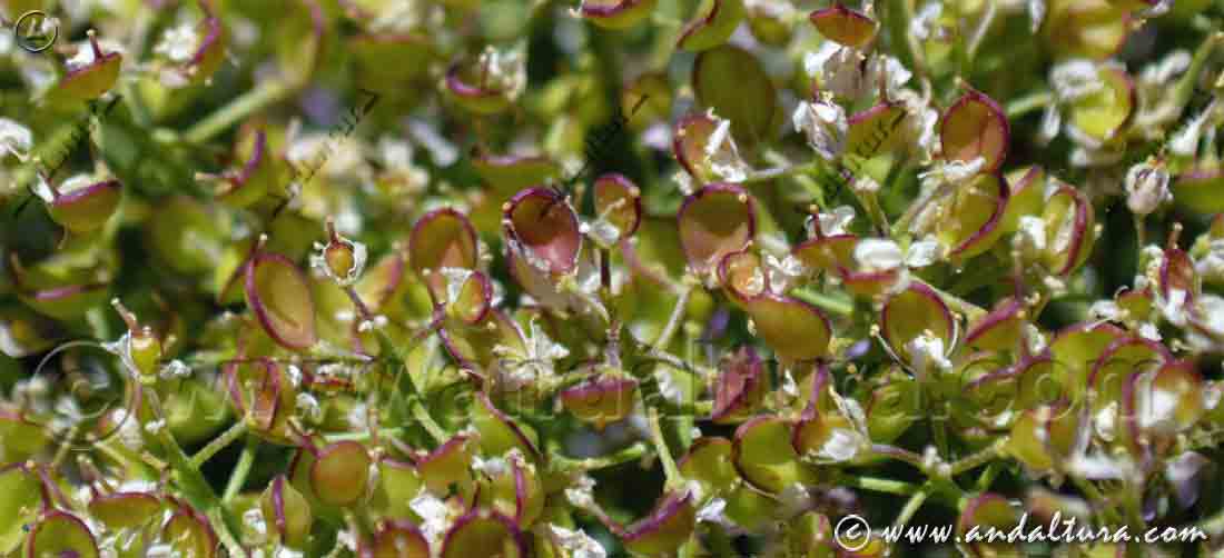 Recorte de planta de Hormathophylla spinosa
