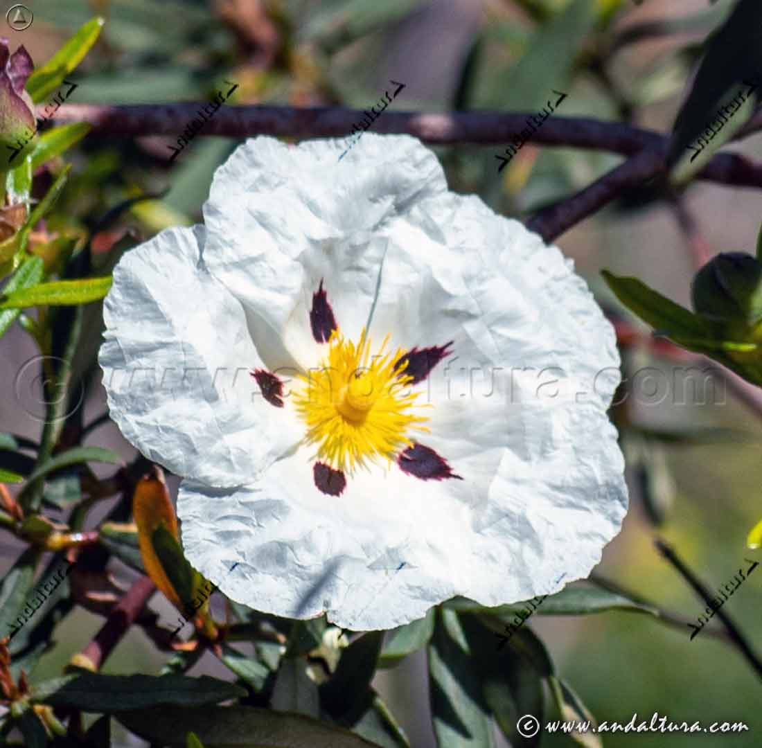Flor de Jara pringosa - Cistus ladanifer