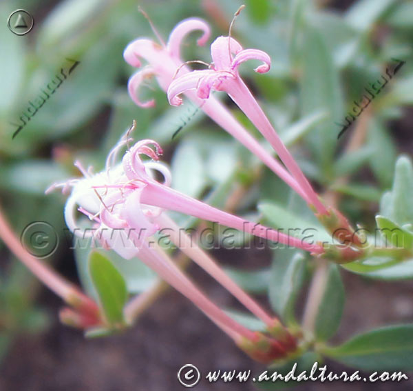 Flor Putoria - Calabrica hedionda -