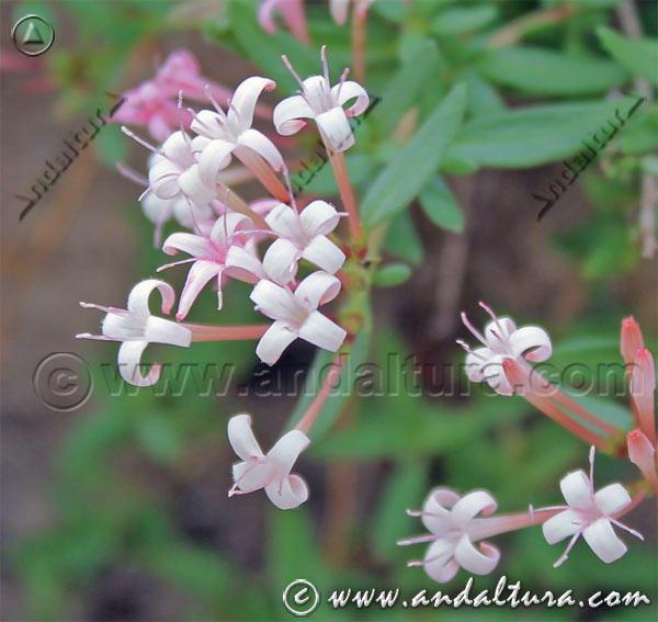 Flores blancas de Putoria - Calabrica hedionda -