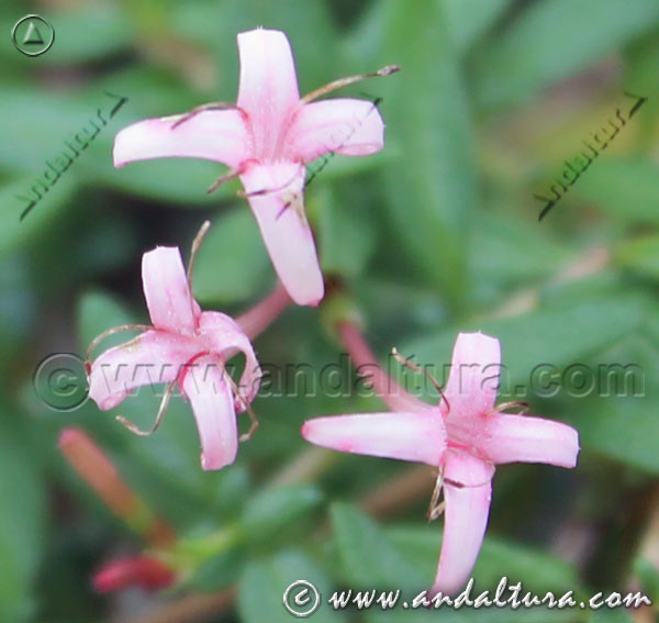 Flor de Calabrica hedionda - Pitoria