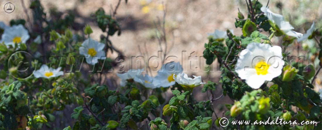 Flores de Jarguarzo - Cistus salvifolius