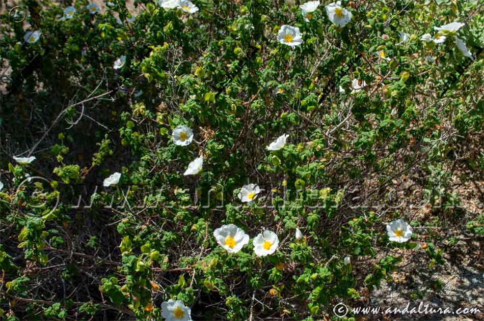 Flores de Jara morisca - Cistus salvifolius