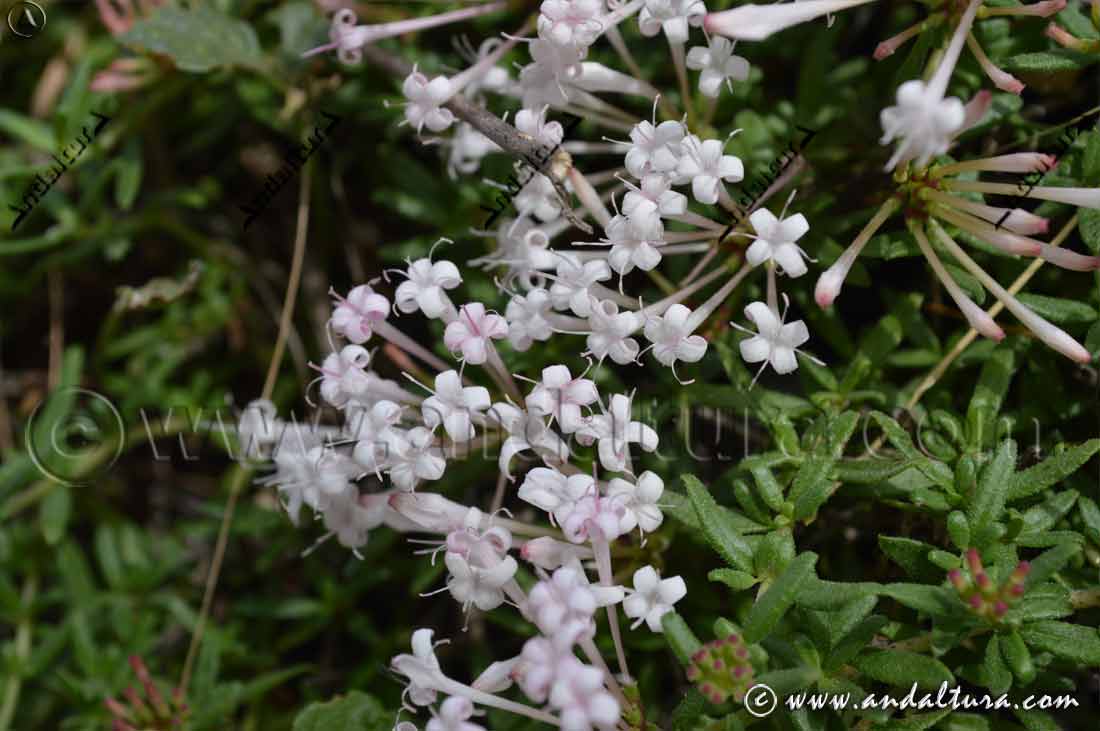 Grupo de flores blancas de Putoria - Calabrica hedionda -