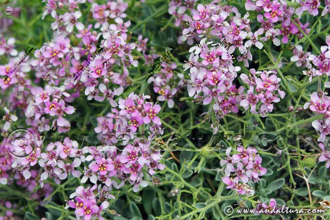 Flores de Piorno rosa - Pendejo - Hormathophylla spinosa