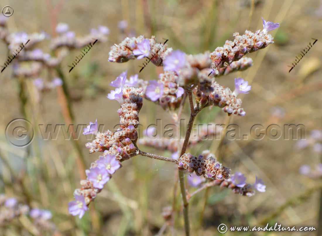 Flores de Siempreviva malagueña - Saladilla - Limonium malacitanum