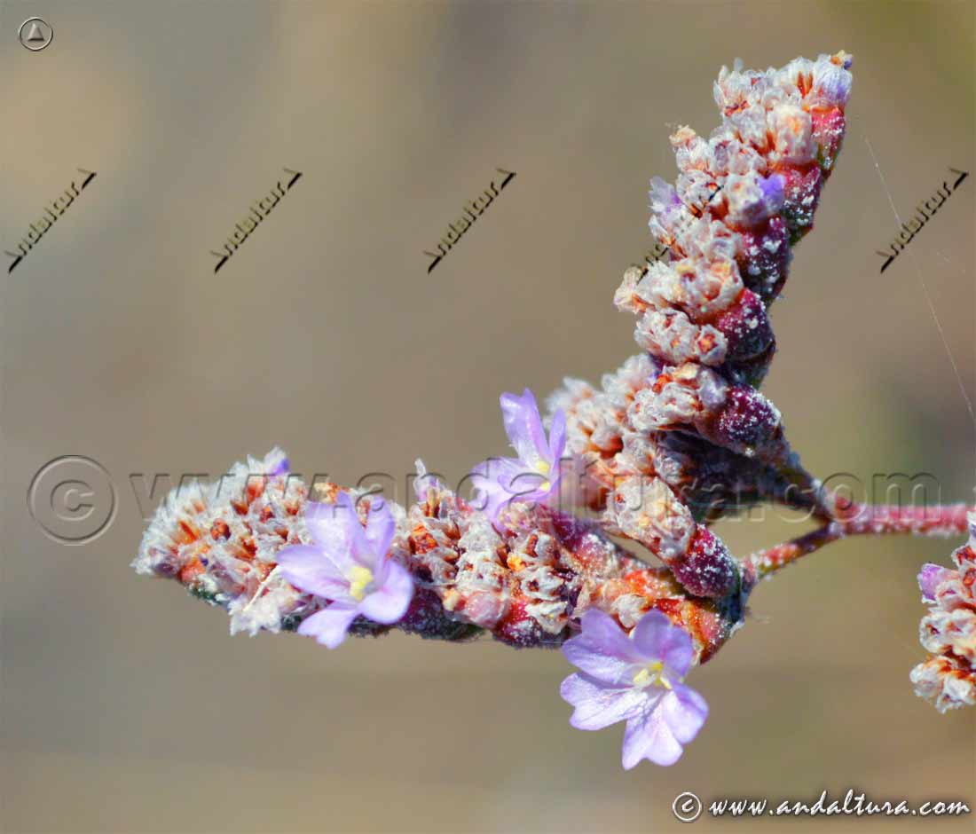 Flores de Saladilla - Limonium malacitanum