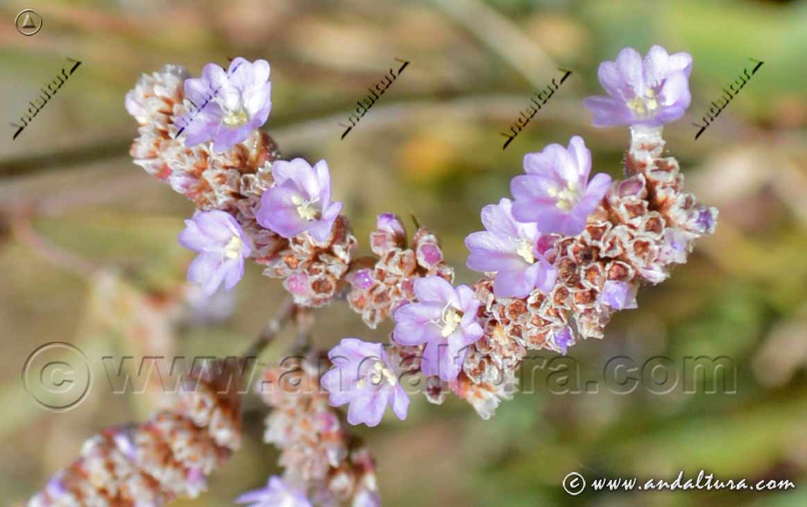 Flores de Siempreviva malagueña - Limonium malacitanum
