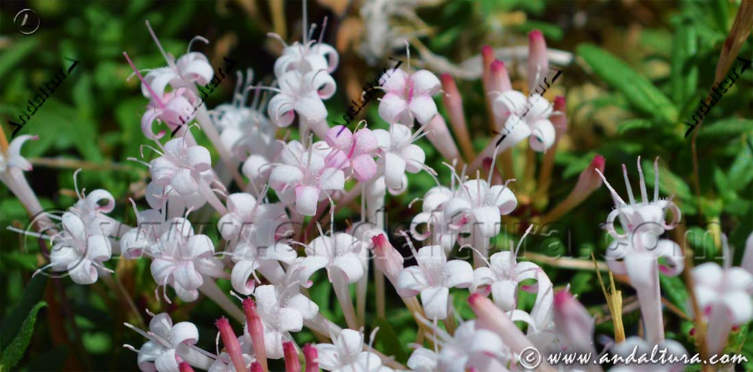 Bello grupo de flores de Putoria - Calabrica hedionda