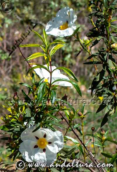 Hojas y flores de Jara pringosa - Cistus ladanifer