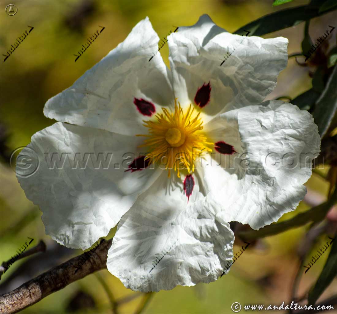 Jara pringosa - Cistus ladanifer