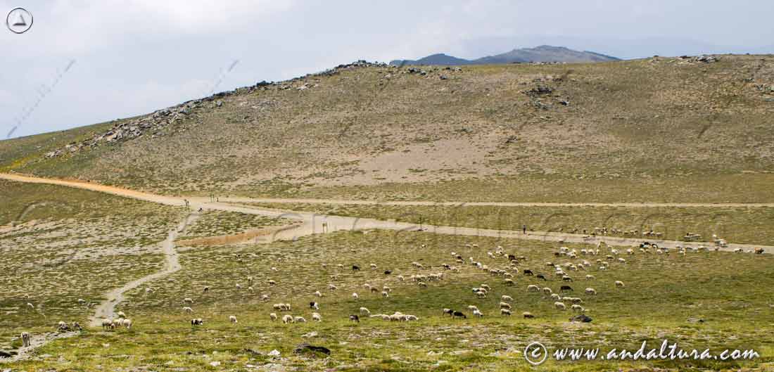 Ovejas en la Loma del Mulhacén, sobre el cruce de pistas junto al Alto del Chorrillo