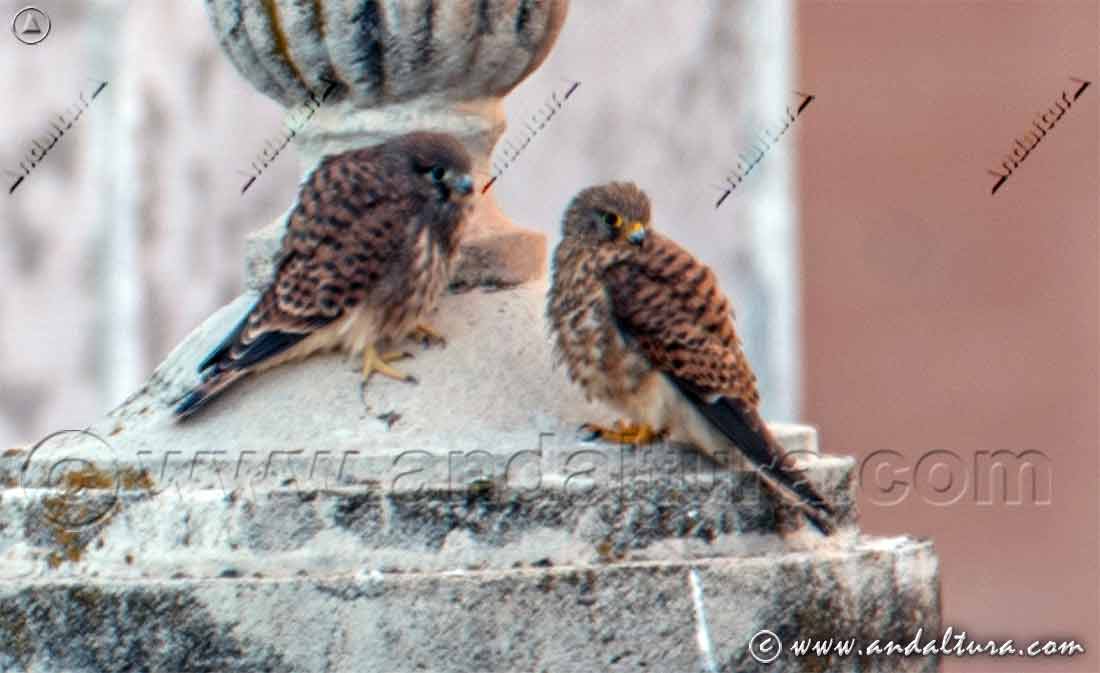 Pareja urbana de Cernícalos - Falco tinnunculus