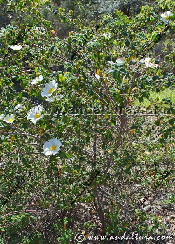 Planta de Jaguarzo - Jara morisca - Cistus salvifolius