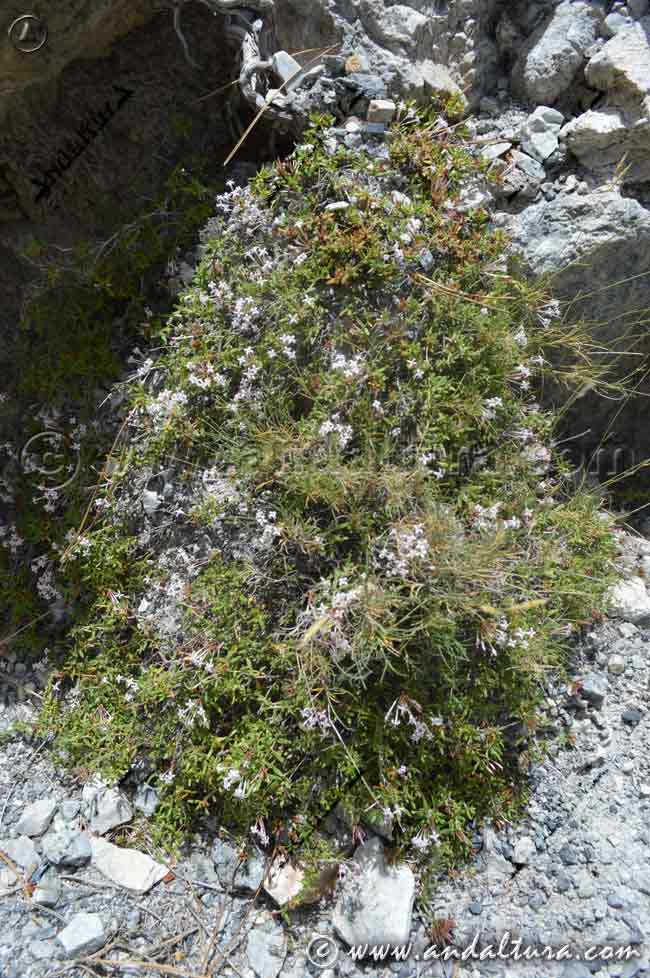 Planta de Putoria - Calabrica hedionda en el acceso a la ruta de Senderismo por el Caminito del Rey