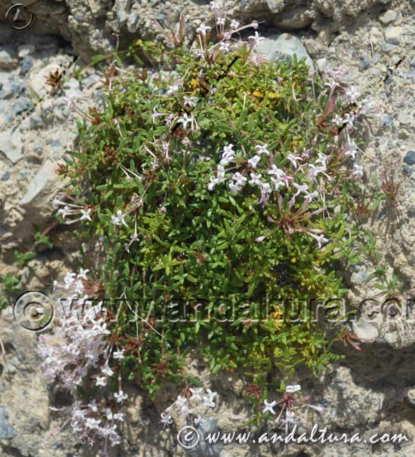 Floración en pequeña planta de Putoria - Calabrica hedionda