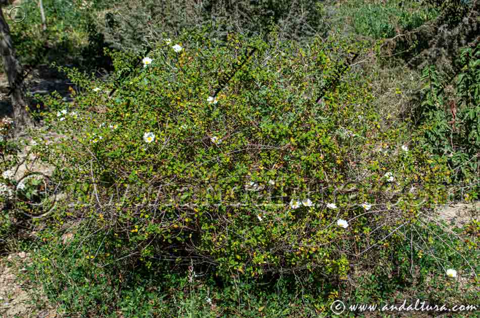 Planta y flor de Jaguarzo - Jara morisca - Cistus salvifolius