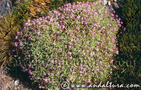 Planta almohadillada de Piorno rosa - Pendejo - Hormathophylla spinosa
