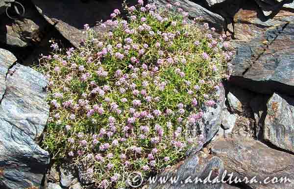 Planta de Piorno rosa - Pendejo - Hormathophylla spinosa en Sierra Nevada