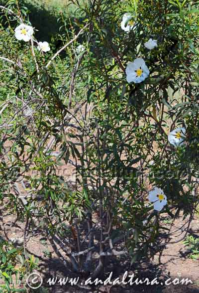 Planta de Jara pringosa - Cistus ladanifer