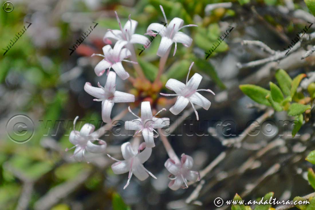 Conjunto de flores de Putoria - Calabrica hedionda
