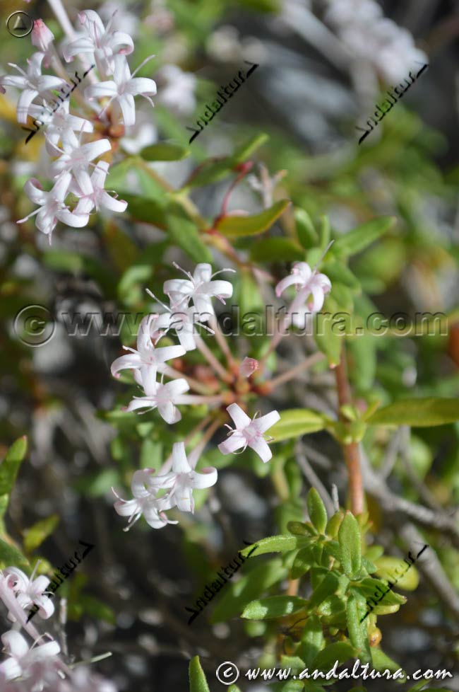 Flores de Putoria - Calabrica hedionda camino al Convento - Caminito del Rey - Desfiladero de los Gaitanes