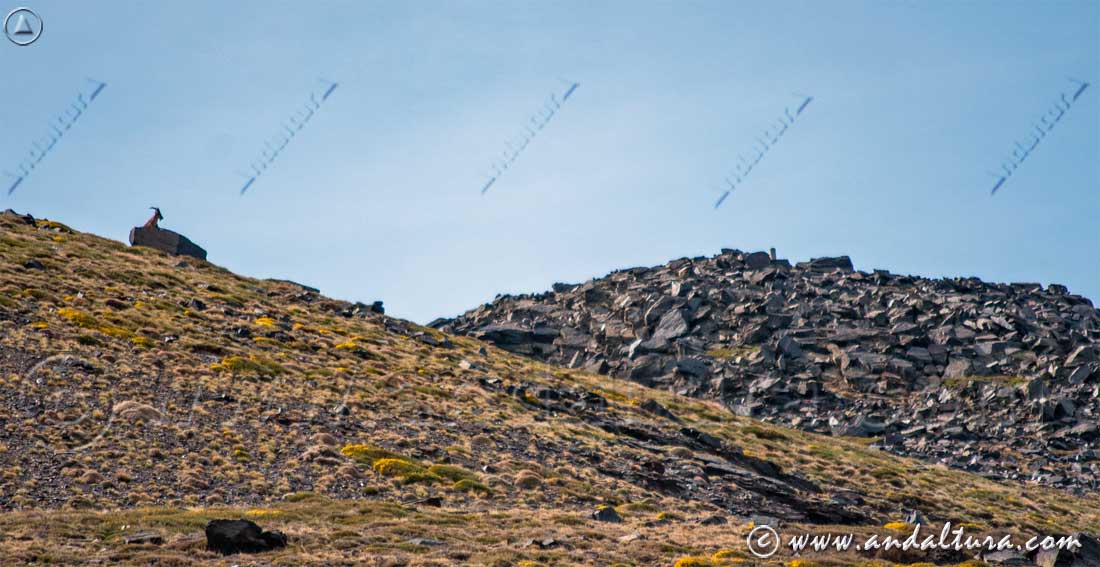 Cabra montes y vértice geodésico Prado Llano desde el PR-A 26
